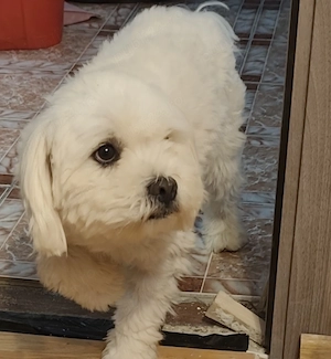 Vând bichon maltese 1an și 6 luni - imagine 2