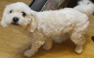 Vând bichon maltese 1an și 6 luni - imagine 4