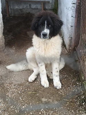 Ciobanesc de Bucovina 