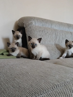 Pui de pisica siameza