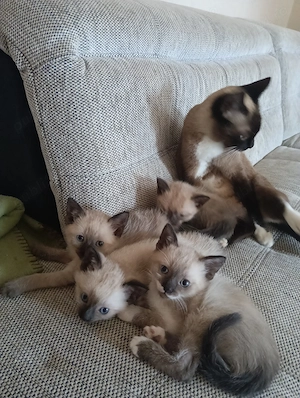 Puiuț de pisica siameza 