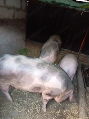 Vand porci, in viu sau taiat, sambata sacrific unul din care se vinde jumatate sau sfert - imagine 10