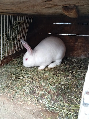 Vând mascul de Panon 