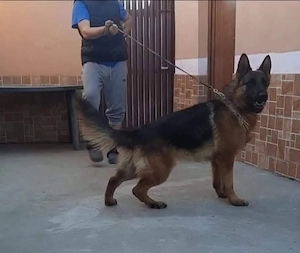 Mascul de ciobănesc german