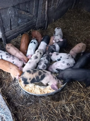 de vânzare purcei de 8 săptămâni  - imagine 4