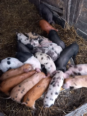 de vânzare purcei de 8 săptămâni 