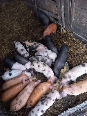 de vânzare purcei de 8 săptămâni  - imagine 2