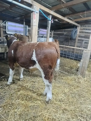 Tineret judetul Maramureș 