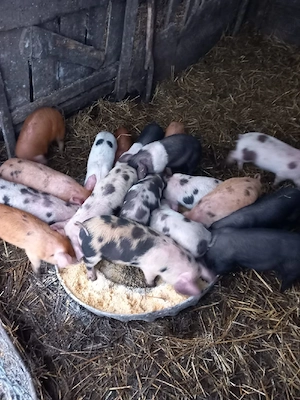 de vânzare purcei de 8 săptămâni  - imagine 3