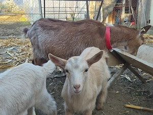 Capră cu ied și ieduță