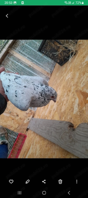 vând porumbei voiajori