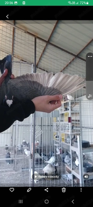 vând porumbei voiajori - imagine 4