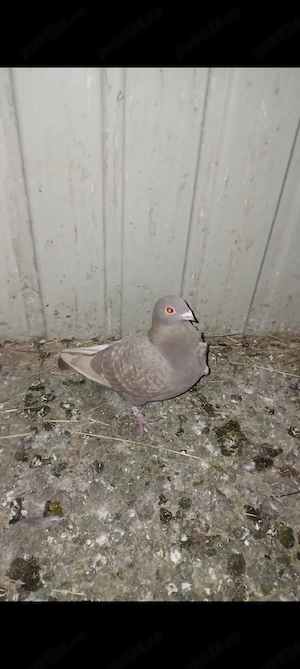 vând porumbei voiajori - imagine 5