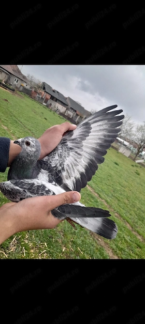 vând porumbei voiajori - imagine 3