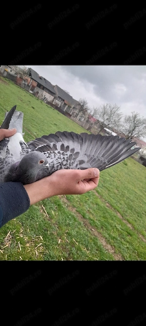 vând porumbei voiajori - imagine 2