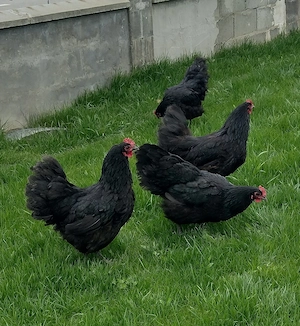 Pui australorp albastru, negru și ouă incubat - imagine 5