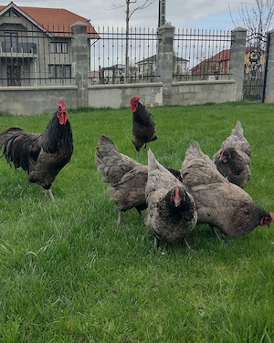 Pui australorp albastru, negru și ouă incubat - imagine 4
