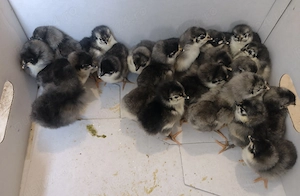 Pui australorp albastru, negru și ouă incubat - imagine 2