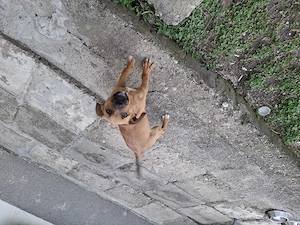 Dau spre adoptie câine metiș vârstă 4 luni  - imagine 2