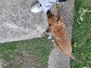 Dau spre adoptie câine metiș vârstă 4 luni  - imagine 3