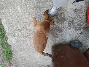 Dau spre adoptie câine metiș vârstă 4 luni  - imagine 5