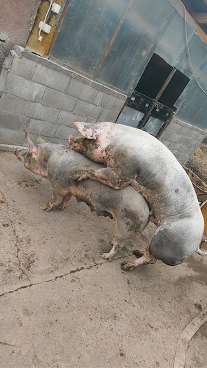 vier 160 kg invatat la remorca