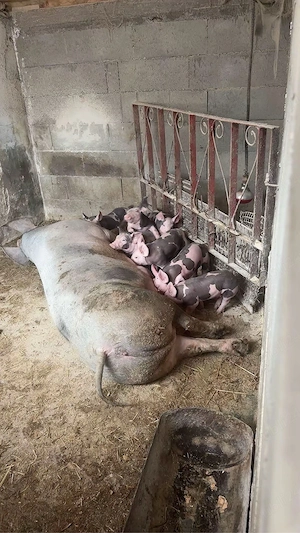 vier 160 kg invatat la remorca - imagine 2