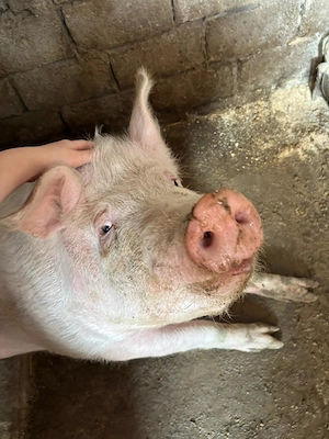 vand porc in viu sau tăiat  - imagine 3