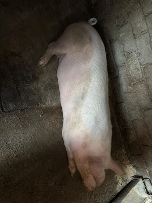 vand porc in viu sau tăiat  - imagine 2