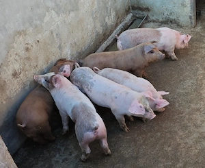 Purcei 7 saptamani - imagine 4