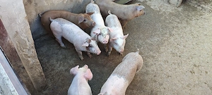 Purcei 7 saptamani - imagine 2