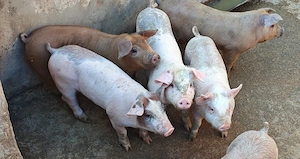 Purcei 7 saptamani - imagine 3