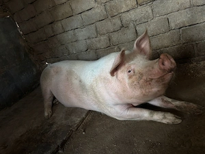 vand porc in viu sau tăiat  - imagine 4