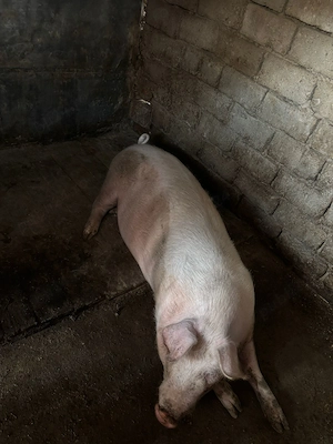 vand porc in viu sau tăiat  - imagine 5