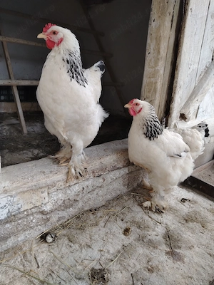 Vând ouă pentru incubat de găini Brahma herminat deschis.  - imagine 5