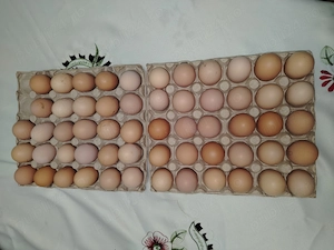 Vând ouă pentru incubat de găini Brahma herminat deschis. 