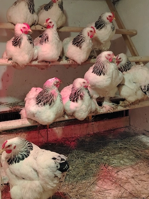 Vând ouă pentru incubat de găini Brahma herminat deschis.  - imagine 3