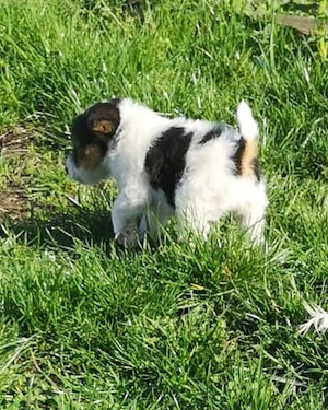 Pui de Fox Terrier tricolor cu păr sârmos
