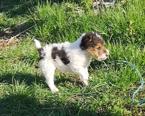 Pui de Fox Terrier tricolor cu păr sârmos - imagine 3
