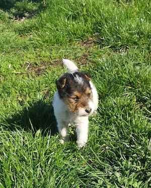Pui de Fox Terrier tricolor cu păr sârmos - imagine 2