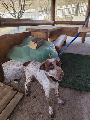 Catel metis Brac German cu Lagotto - imagine 5
