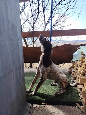 Catel metis Brac German cu Lagotto - imagine 2