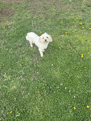 De vânzare bisoni maltezi 2femele  - imagine 4