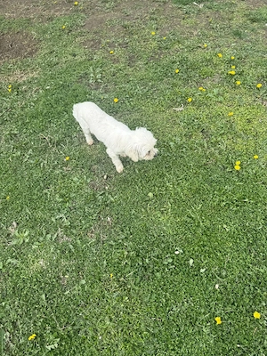 De vânzare bisoni maltezi 2femele  - imagine 5