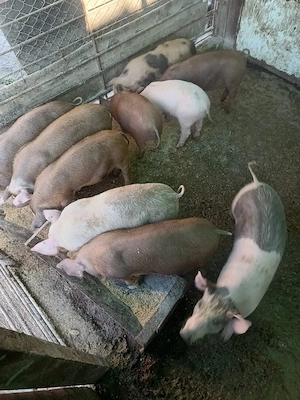 Vând purcei  - imagine 2