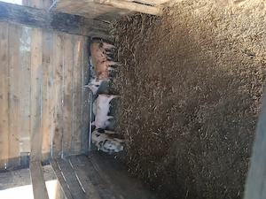 Purcei de vânzare! - imagine 2