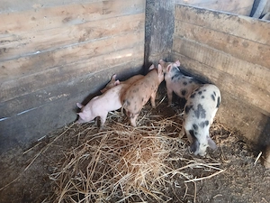 Purcei de vânzare! - imagine 3