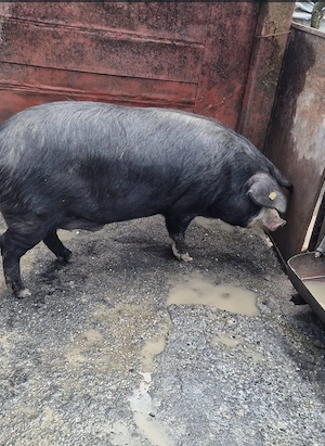 Porci de vanzare   - imagine 3