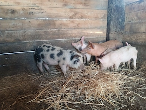 Purcei de vânzare! - imagine 4