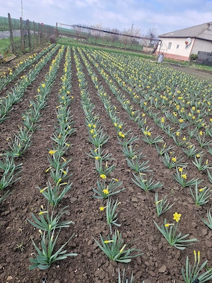 narcise pentru weekend